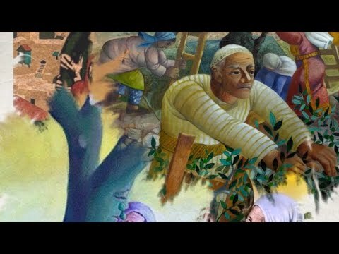 Filistin’de toprağa bağlanmanın ve aidiyetin sembolü: zeytin 🫒