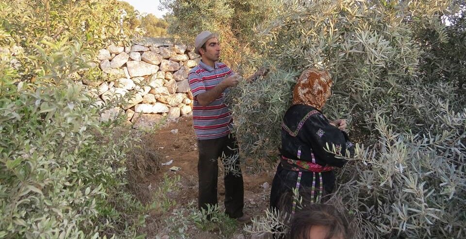 Zeytin Yağı Kültürü